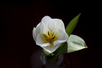 White developing tulip flower 5..