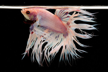 Betta fish, Siamese fighting fish isolated on black background