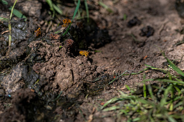 Yellow Dung Fly, Scathophaga stercoraria, on sheep poop