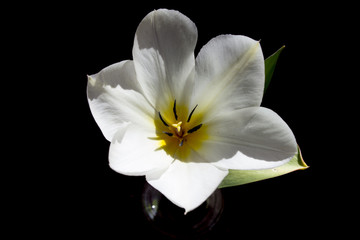 Fototapeta na wymiar White developing tulip flower 2..