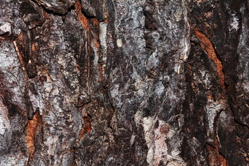 bark of tree texture. Wood bark texture.