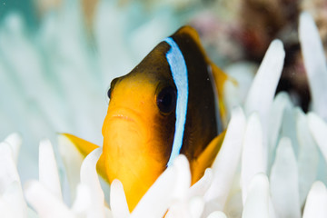 Clownfish in the red sea of egypt