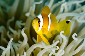 Clownfish in the red sea of egypt