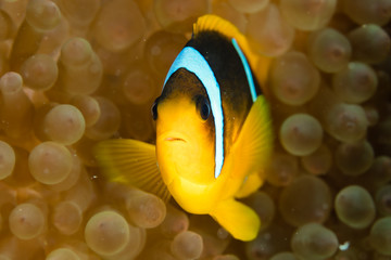 Fototapeta na wymiar Clownfish in the red sea of egypt