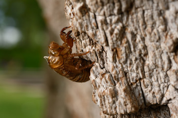 Dog-day cicada's old exoskeleton post molt