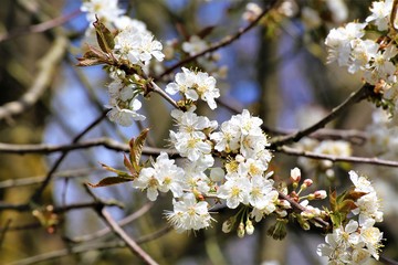 Obraz premium blooming cherry tree