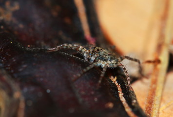 Macro Photography of Jumping Spider on Green Leaf
