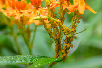 oleander aphids infest a butterfly milkweed plant vital for the monarch butterfly life cycle. Aphid infestation can reduce seed fertility from 90% down to 20%.
