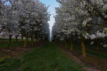 Field of apple fruit trees during sunrise witht the moon in the back in full bloom with blossom for new fruit to grow during spring