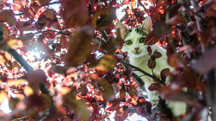 kot młody, dachowiec biały © Franciszek