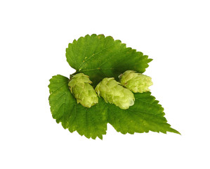 Hop close up