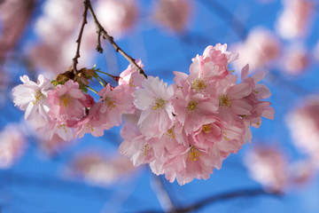 cherry blossom in spring