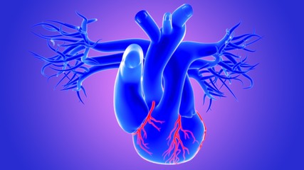 Fototapeta na wymiar 3d Illustration Human Heart Anatomy (Coronary Arteries)