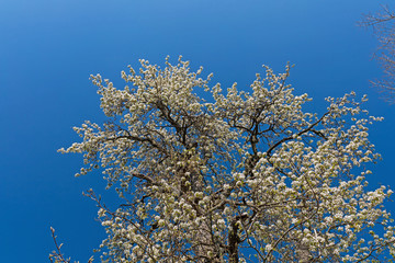 blue sky and white flowering tree
