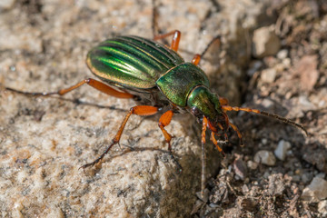 Käfer