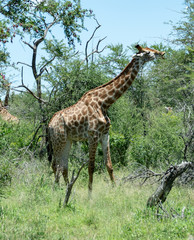 Giraffe is eating a tree in the wildlife of South Africa in Kruger Park