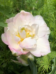 white and pink rose