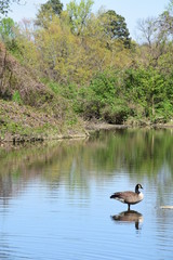 Spring Time in Richmond 