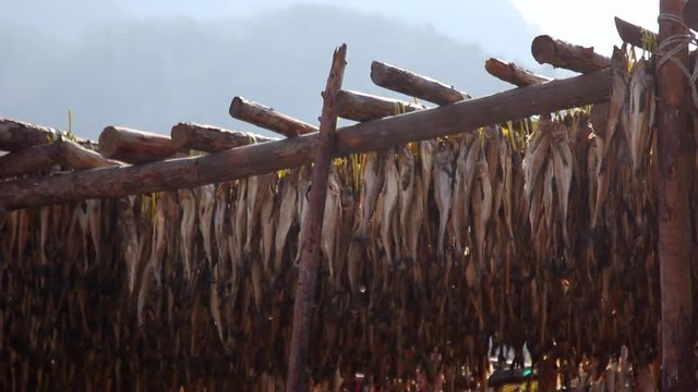 Pollacks(Hwangtae) are being dried at Yongdae-ri near Inje-gun, Korea. Yongdae-ri is Korea's largest hwangtaedeokjang, accounting for 70% of the nationally produced dried pollacks.