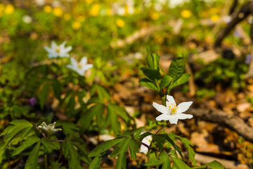 wood anemones in springtime