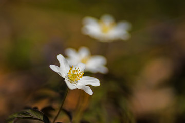 wood anemones in springtime