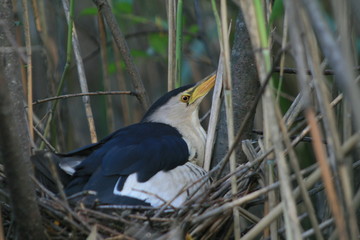 Little bittern or common little bittern (Ixobrychus minutus) in nesting period