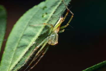 Macro Photography of Jumping Spider on Green Leaf