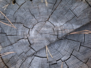 Photo of stump of tree with cracks and circles in grey color with pine needles