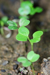 fresh young plant in farn vegetable for background