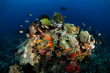 Colorful Coral Reef in Raja Ampat, with Diver in the Back. West Papua, Indonesia