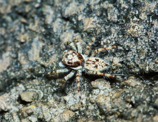 Macro Photography of Jumping Spider on old stone