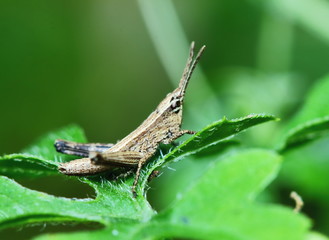 beautiful insect grasshopper is masked among green leaves in sunny