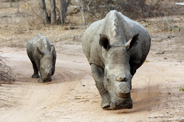 Fototapeta premium White Rhino (Ceratotherium simum) with Calf, on Dirt Road. Modlito Game Reserve, Kruger Park, South Africa