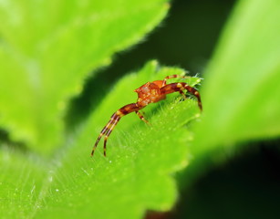 Macro Photography of Jumping Spider on Green Leaf