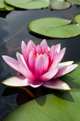 A blooming water lily flower over a pond.
