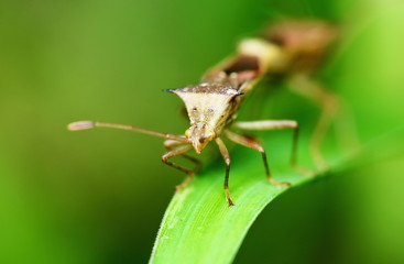 dangerous for plant insect ‎stink bug for background