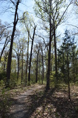 Fototapeta premium Bryan Park Trail 