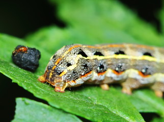 big worm on green leaf in fresh garden for background