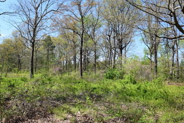 Obraz premium Spring Time in Richmond 