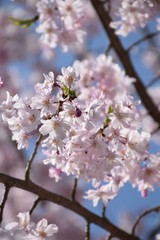 Cherry Blossom Tree