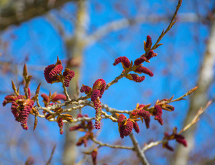 abstract, alder, background, beautiful, beauty, bloom, blossom, blue, bokeh, branch, catkins, closeup, color, colorful, creative, flora, flower, fresh, garden, green, isolated, leaf, light, macro, nat