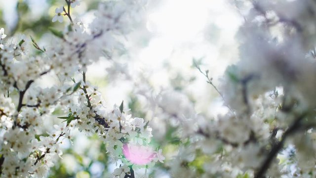 Beautiful sunny spring white blossom of spring fruit trees growing outdoors in garden. Soft sunshine transparenting through branches of blooming tree. 4k video background.
