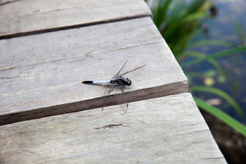 Dragonfly. Arboretum in Paju-si, South Korea.
