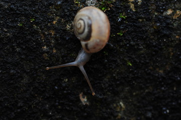 snail crawling on a wall during the rains