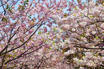 Spring in Tokyo 2020