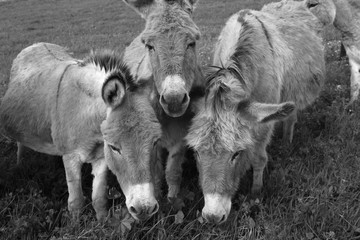 Three Miranda donkeys intrigued by the photographer (St Michel de Montaigne, Dordogne, France)