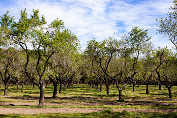 LANDSCAPE OF SUNLIGHTED CHERRY TREES AND BLUE SKY WITH CLOUDS IN THE BACKGROUND