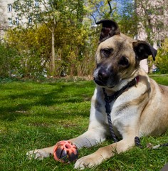 Belgian Malinois with ball full of treats