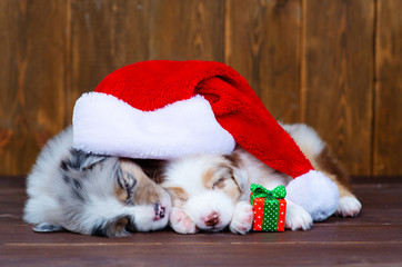 Obraz na płótnie Canvas Two fluffy puppies sleeping on a dark wooden background in Santa Claus caps. Christmas card concept