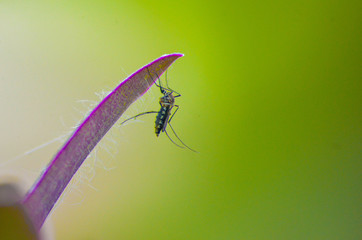 Small Animal Mosquito